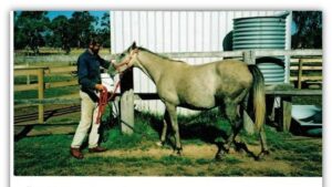 Waler mare Cosi Fan Tuti