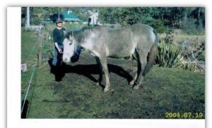 Waler gelding Es Salt