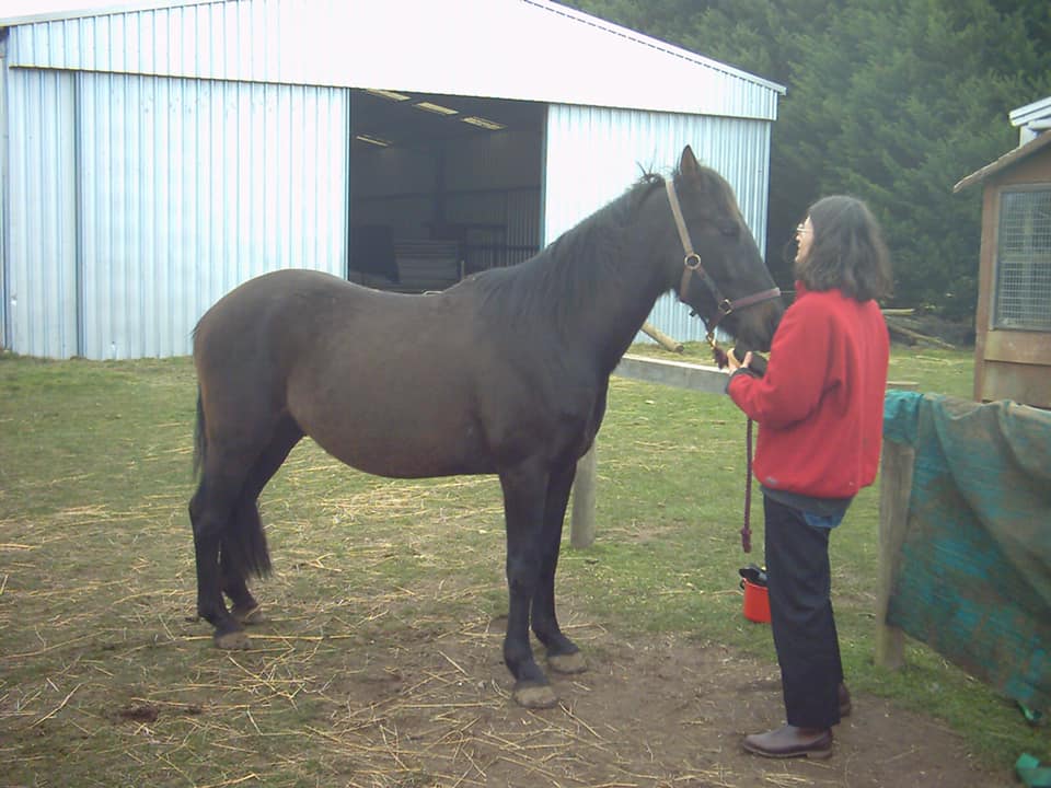 Waler gelding Fisher, approx 3 years old