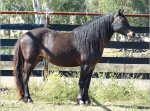 Waler pony stallion Gallant