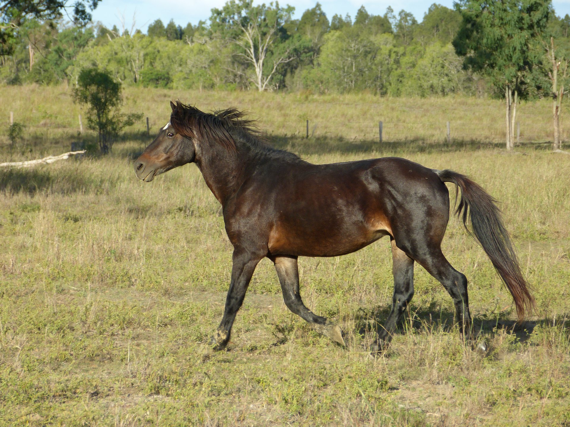 Waler pony stallion Gallant