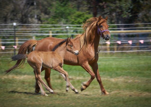 Waler pony mare Hale with colt foal Pinjee
