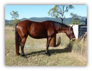 Waler mare Hey There Delilah