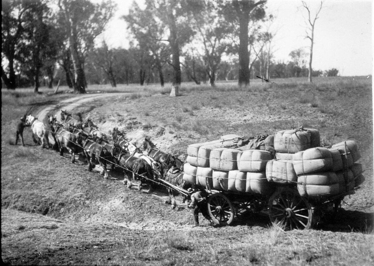 Horses hauling wool