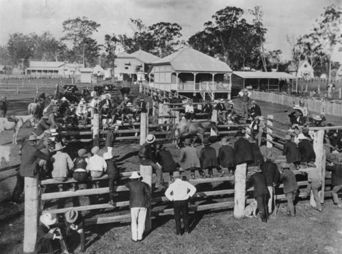 Horse Sales in Queensland