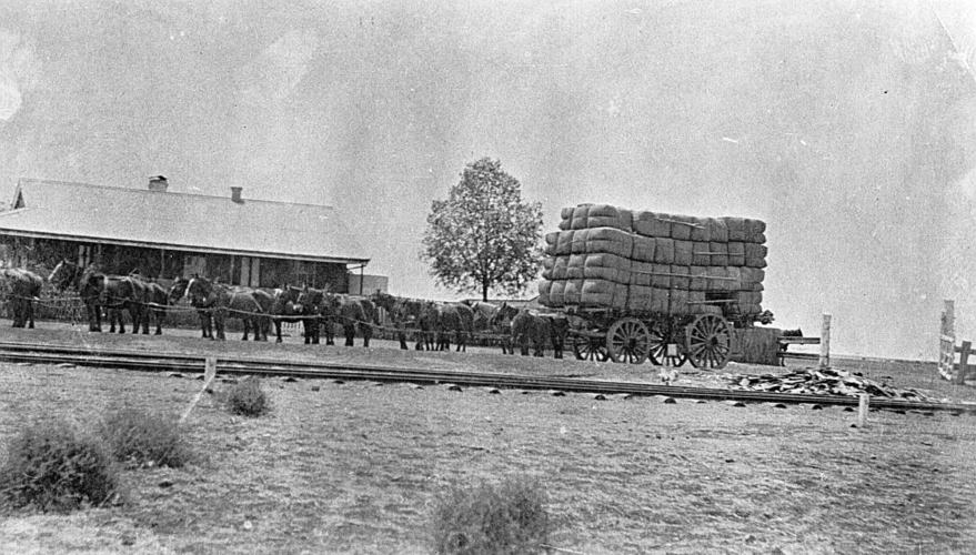 Horse Pulling Wool Wagon, Portland Downs Station