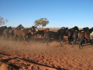 Horses in holding yards on Todd River Downs