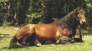 Waler stallion Mr Sam Nicker