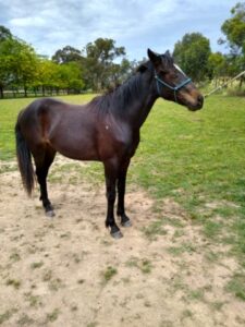 Waler horse Andromeda