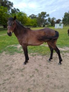 Waler gelding Perseus