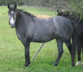 Waler mare Peppermint