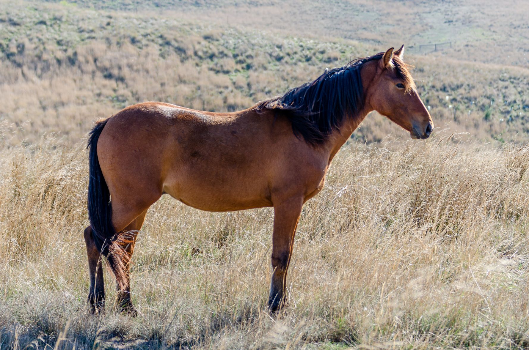 Pinjee Pinjee - Waler Database Horse Listing