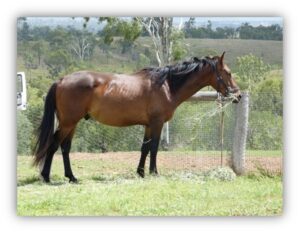 Waler stallion Providence Archer