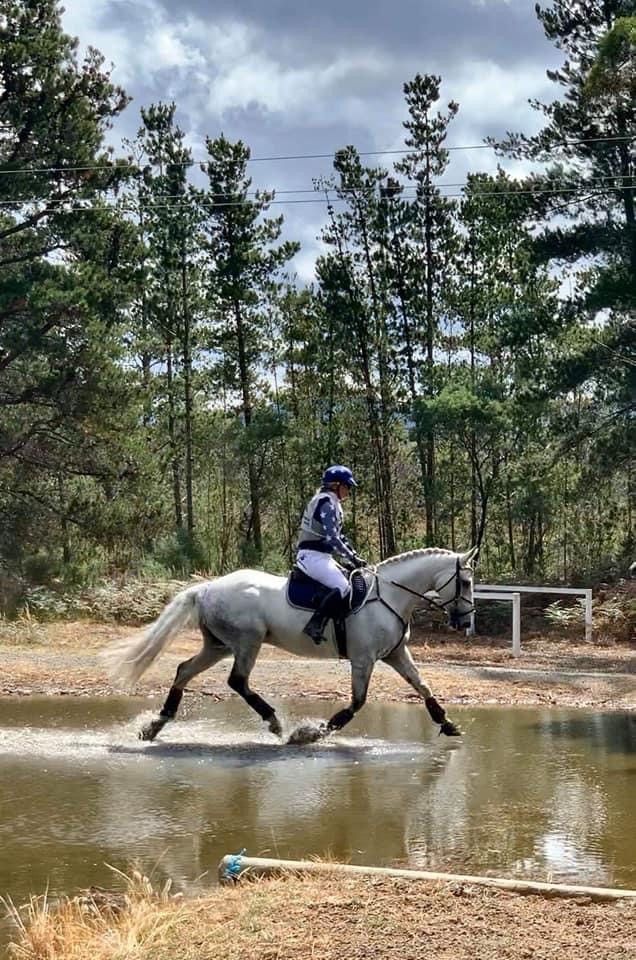 Waler gelding Sapling at water obstacle
