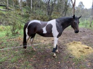 Waler mare Quickstep