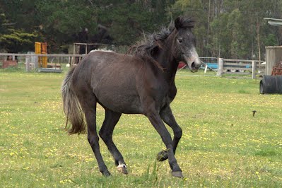 Waler filly foal Cha Cha