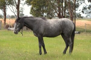 Waler filly foal Eurabbie