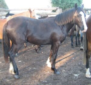 Waler gelding Wentworth