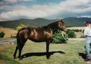Waler gelding Tinderry Dancer