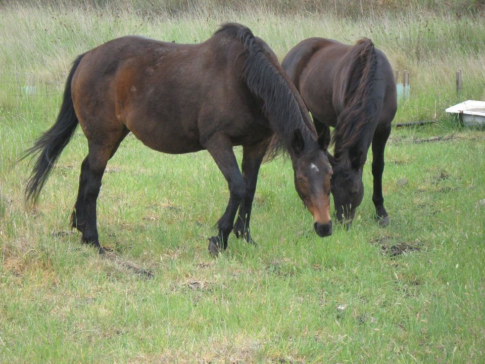 Waler mare Tipperary with colt Ezekiel