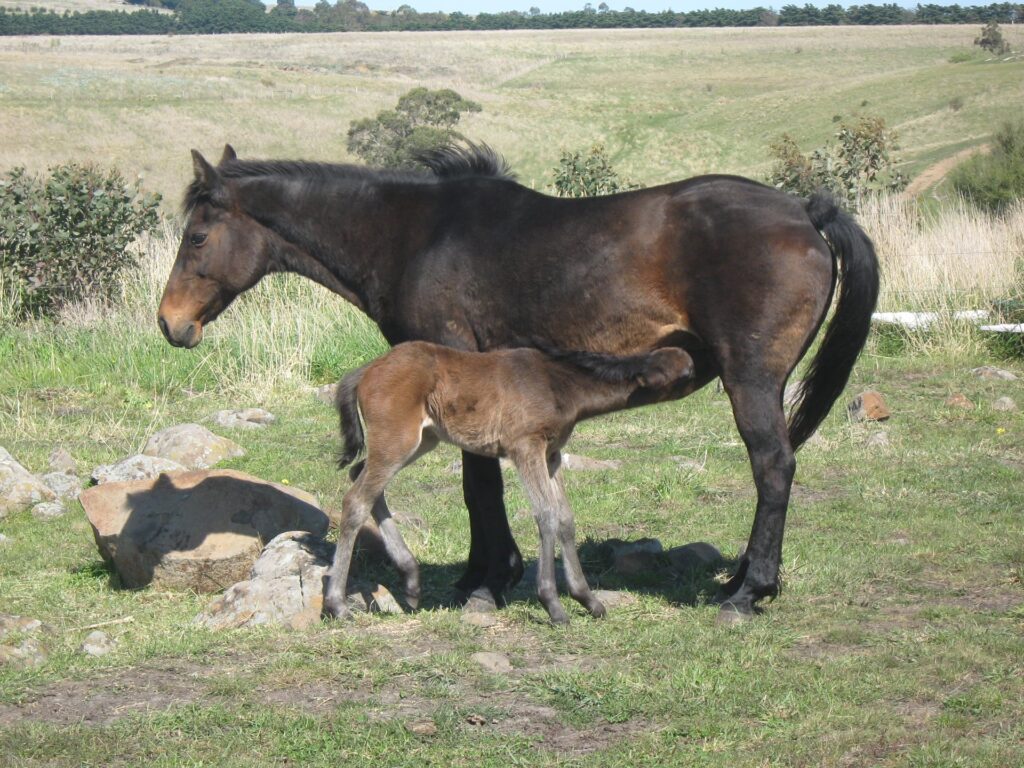 Waler mare Tipperary with new filly foal Aria