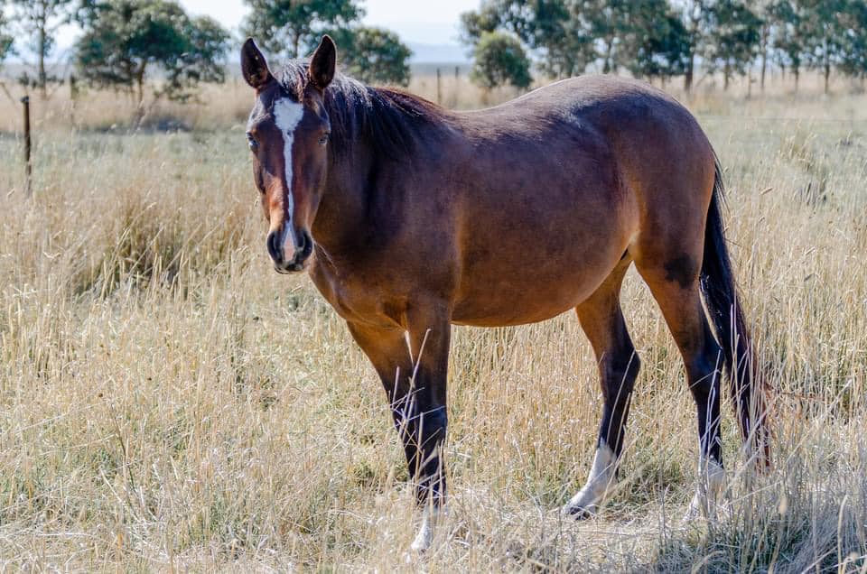 Waler mare OBW Topsy