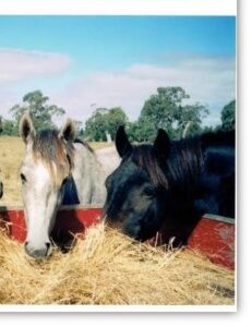 Waler mares Traviata and Lucia