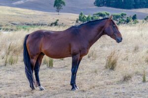 Waler stallion Virtuoso