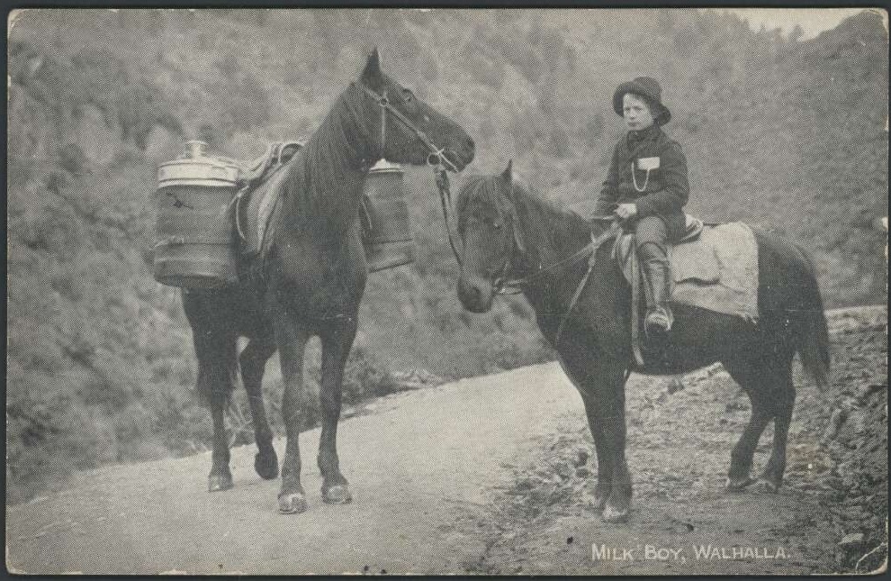 Waler pony with rider, Walhalla Victoria