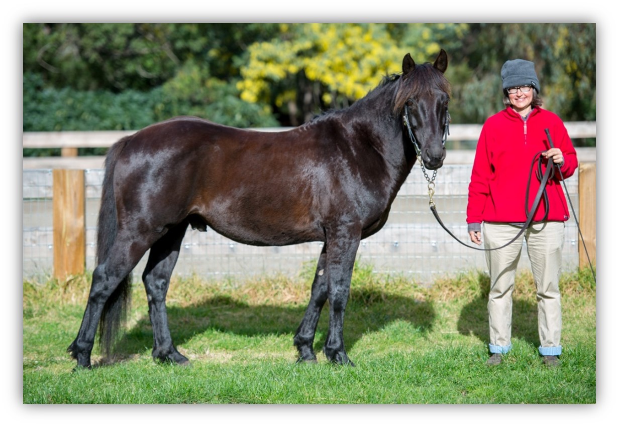 Waler stallion Classic Ezkiel and owner Angela Tiede