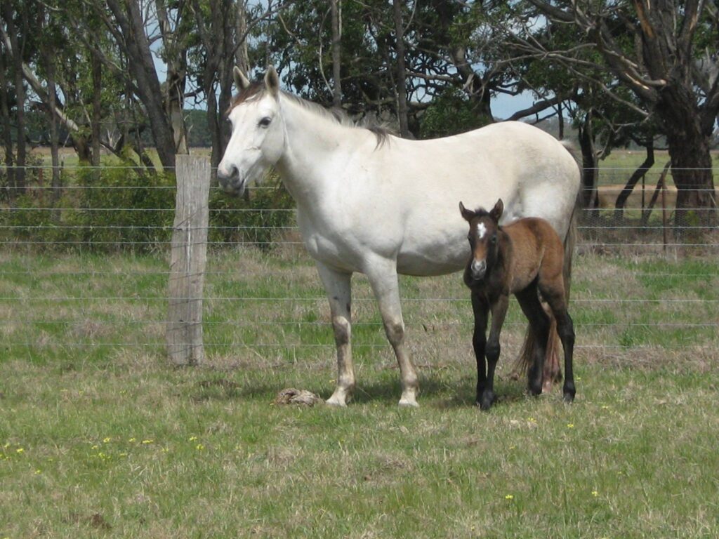 Waler mare Showgum with foal