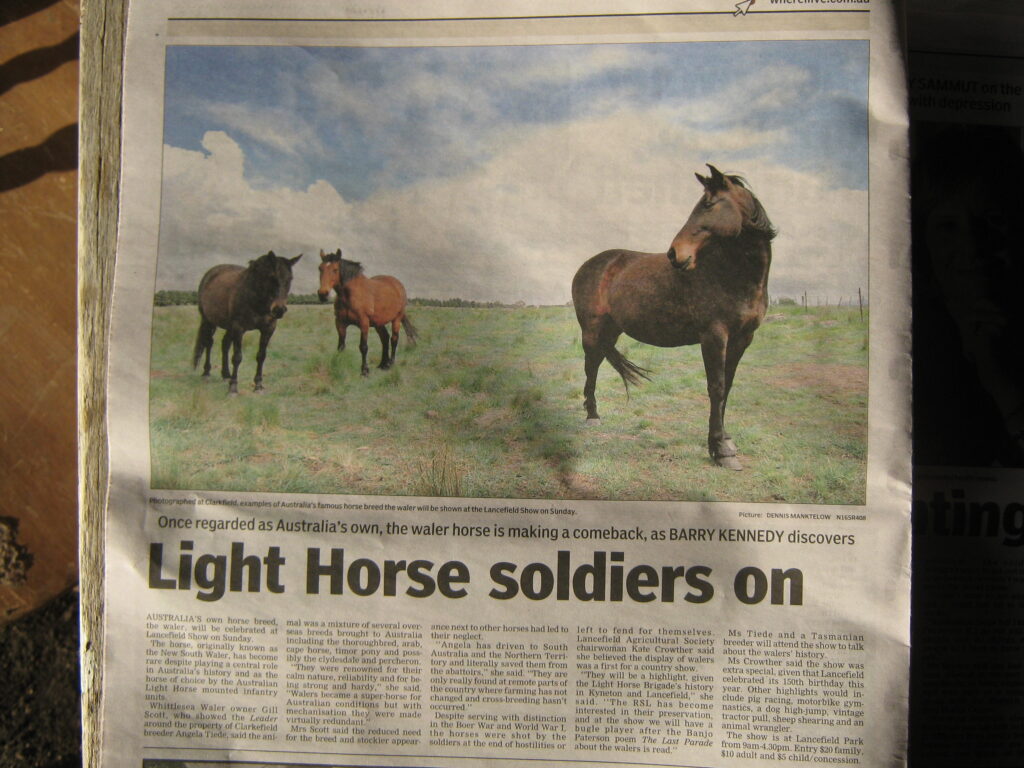 Article in the Weekly Times newspaper in Victoria about Walers and their appearance at the Lancefield Show