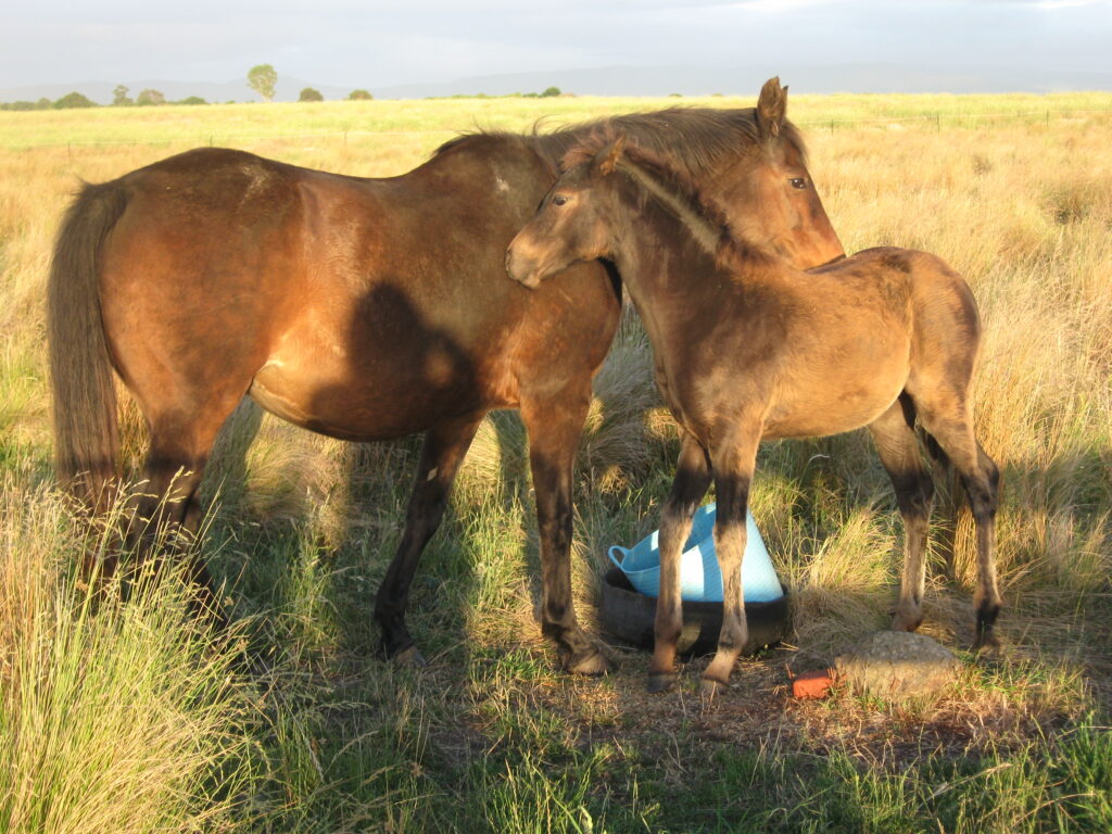Waler foal Aria And dam Tipperary
