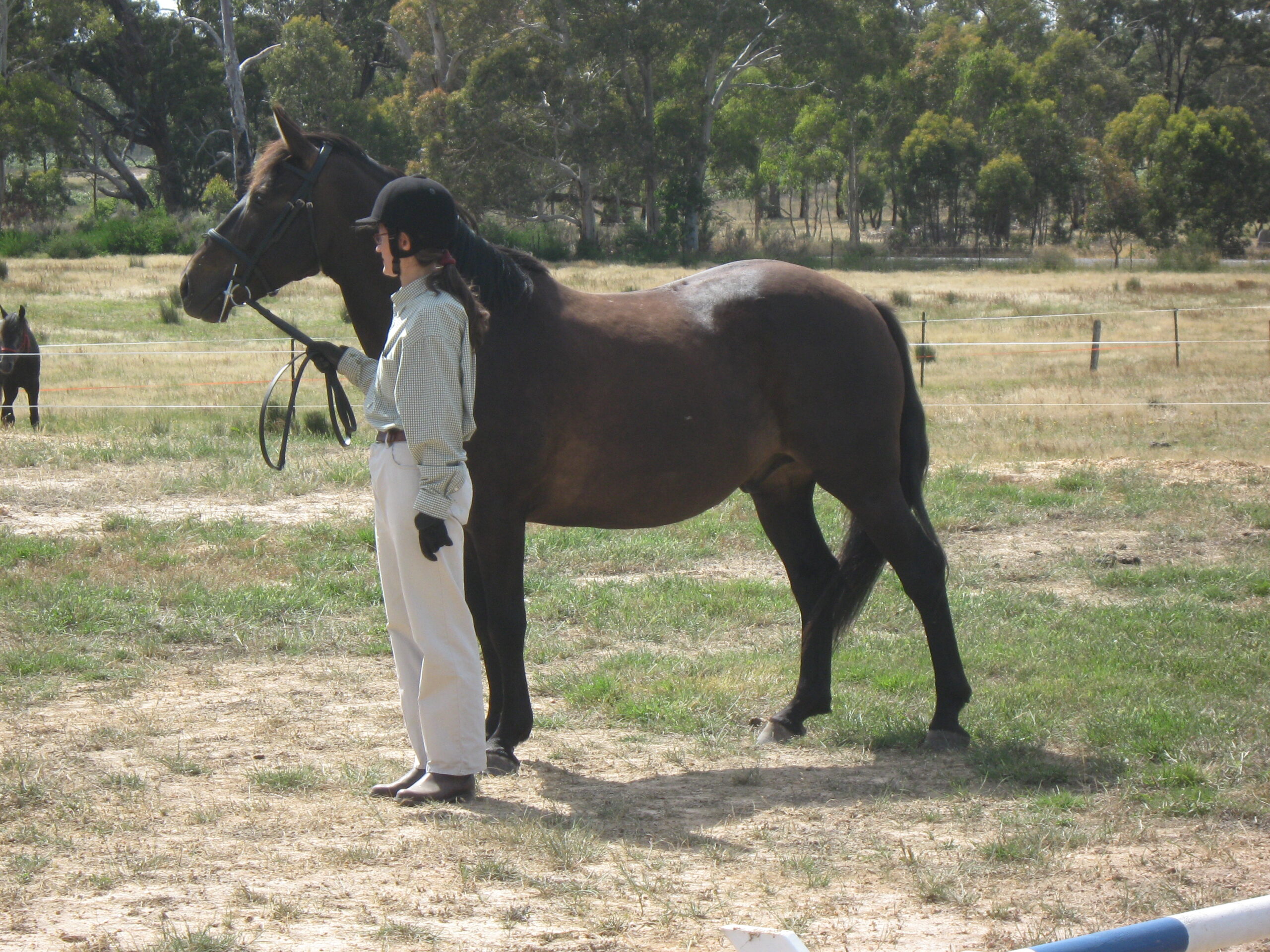 Brumby Show Fisher