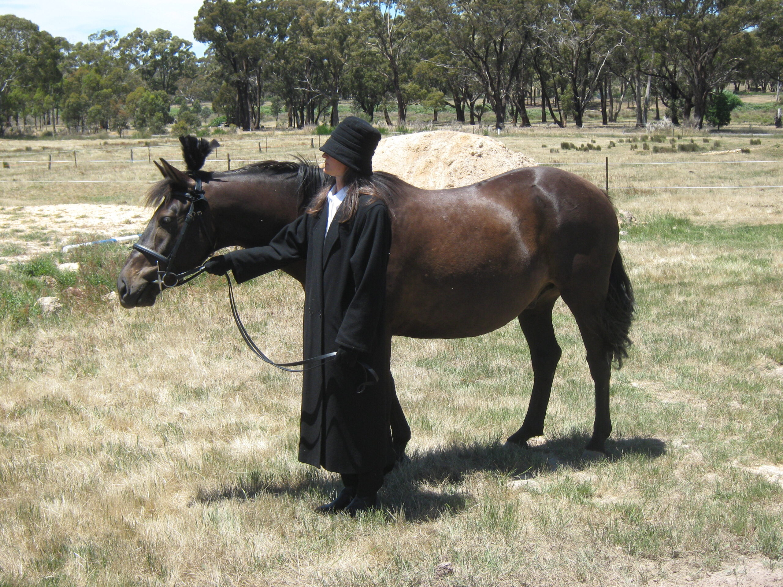 Brumby Show Fisher Funeral Horse