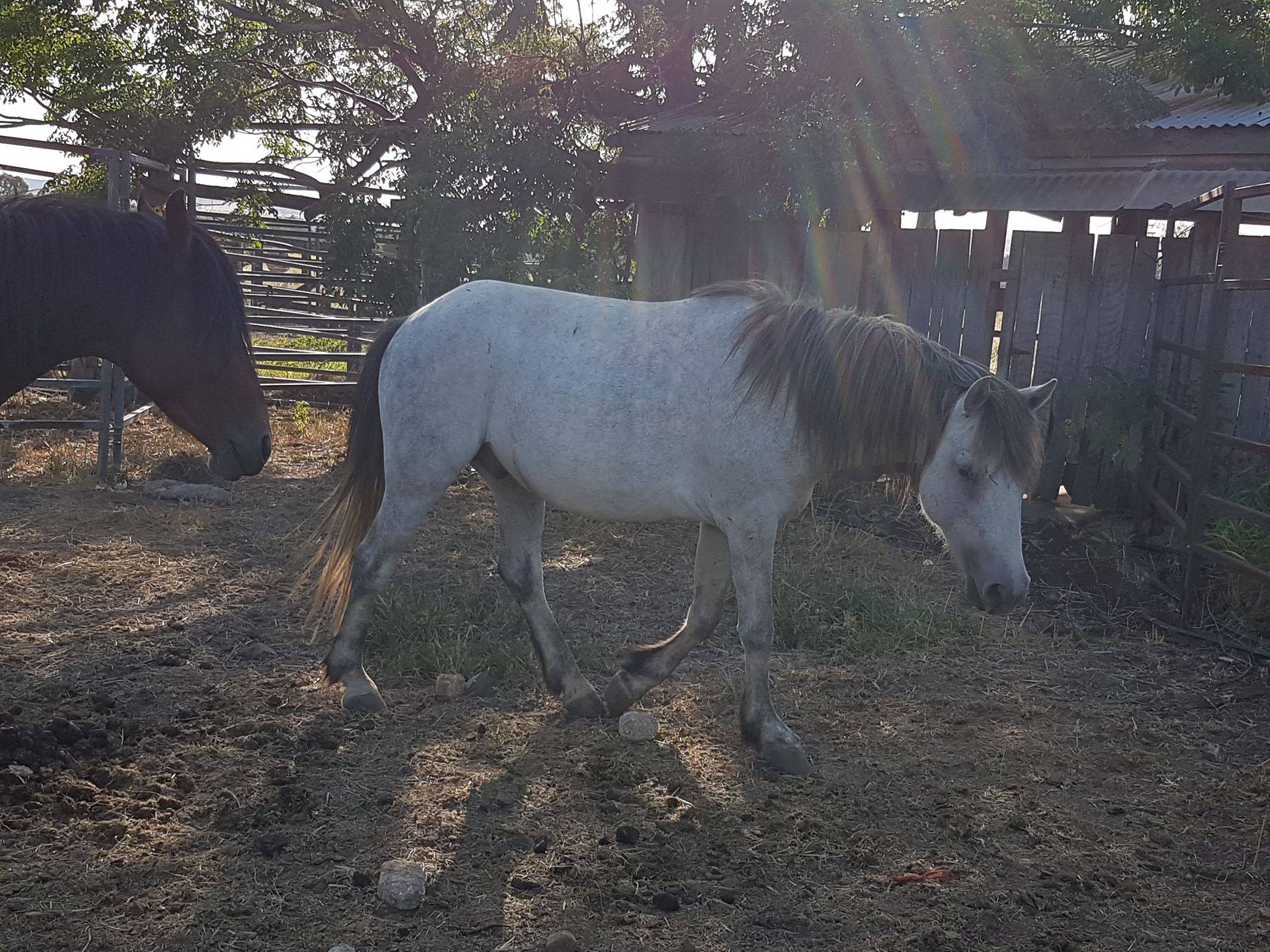 Waler pony stallion Grey Boy
