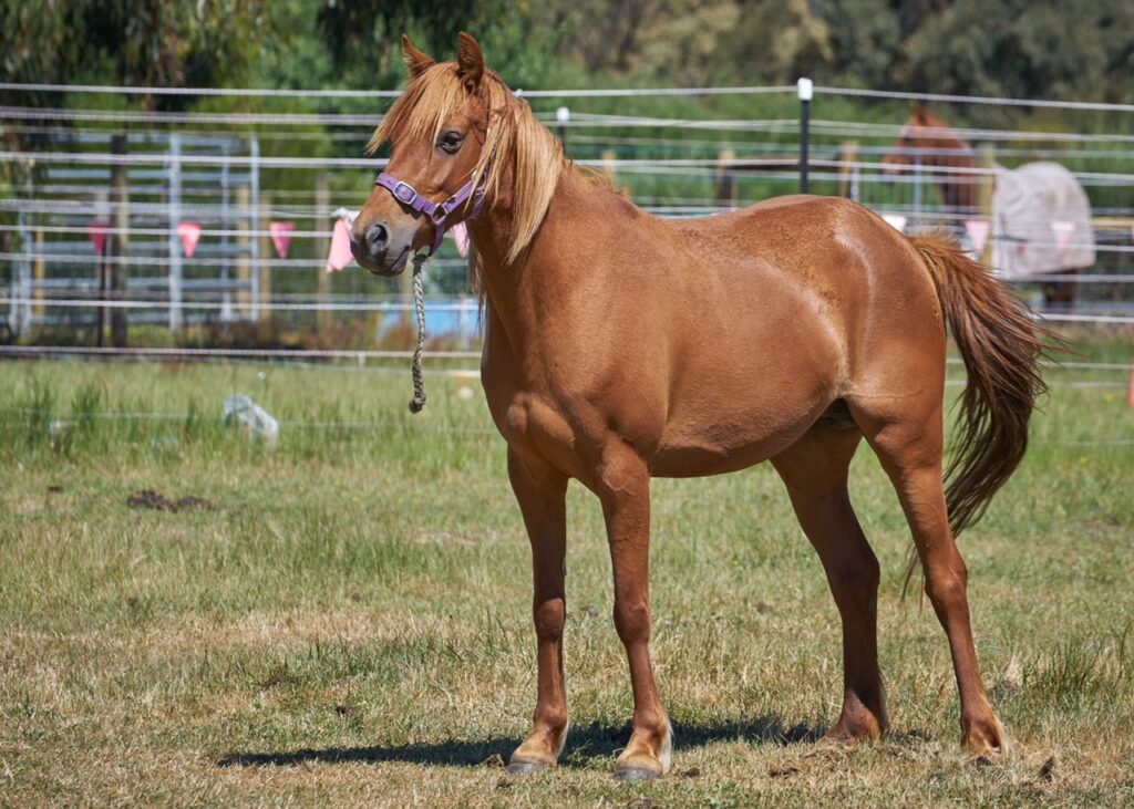 Waler pony mare Hale