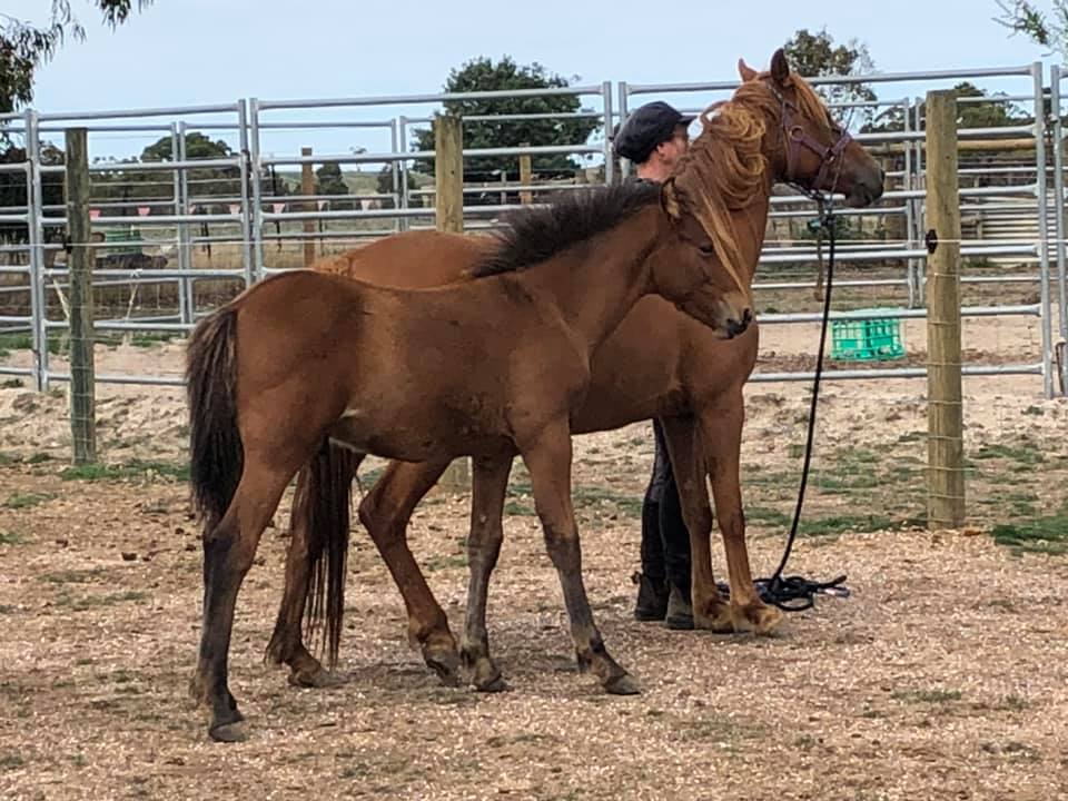 Waler pony mare Hale And colt foal Pinjee