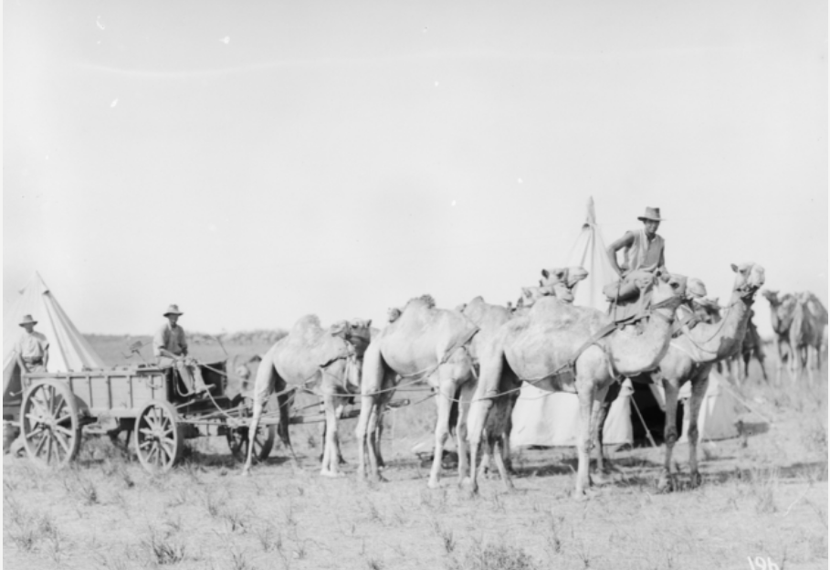 Camel Corps Express