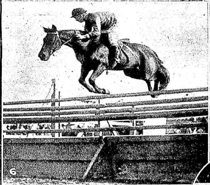 Jumping horse Maori Queen