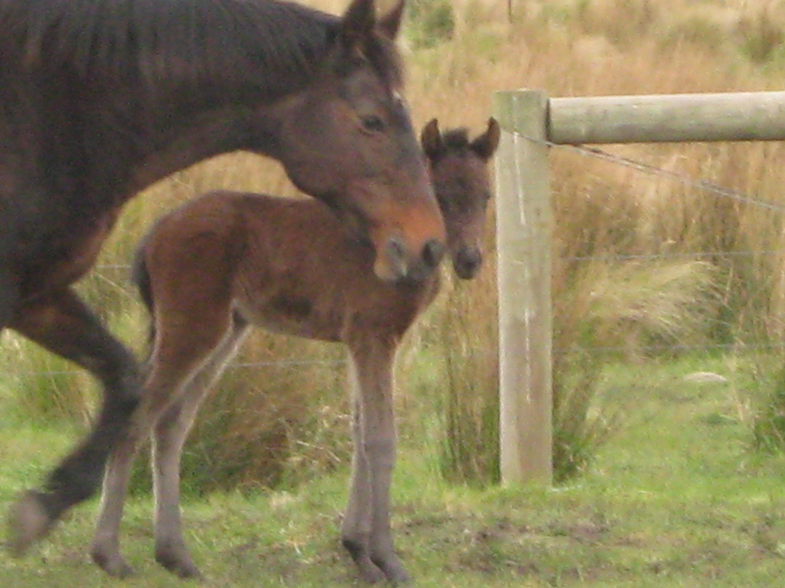 Waler mare Tipperary And filly foal Aria