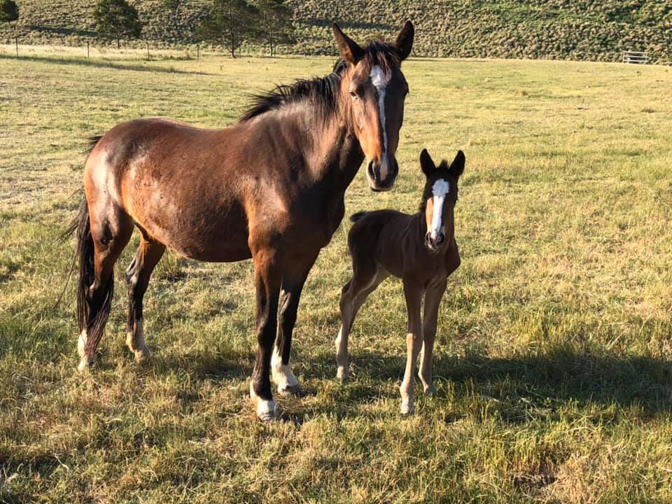 Waler mare Topsy And her filly foal Indi