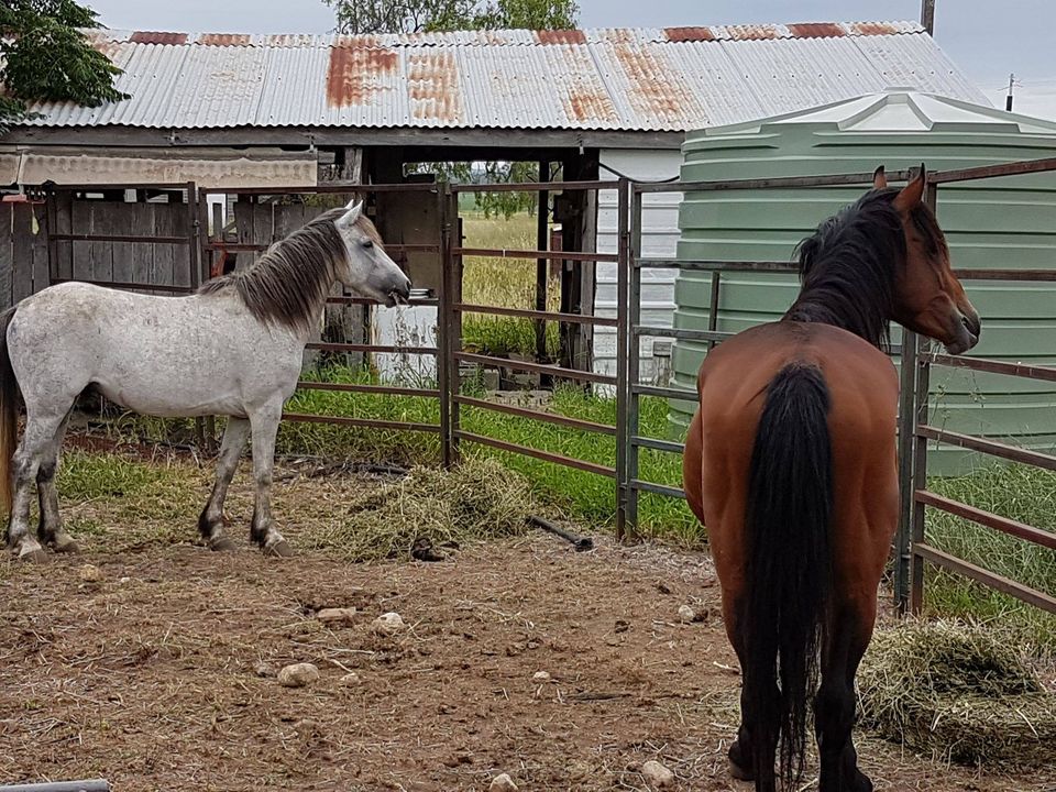 Waler ponies Grey Boy and Bay Boy