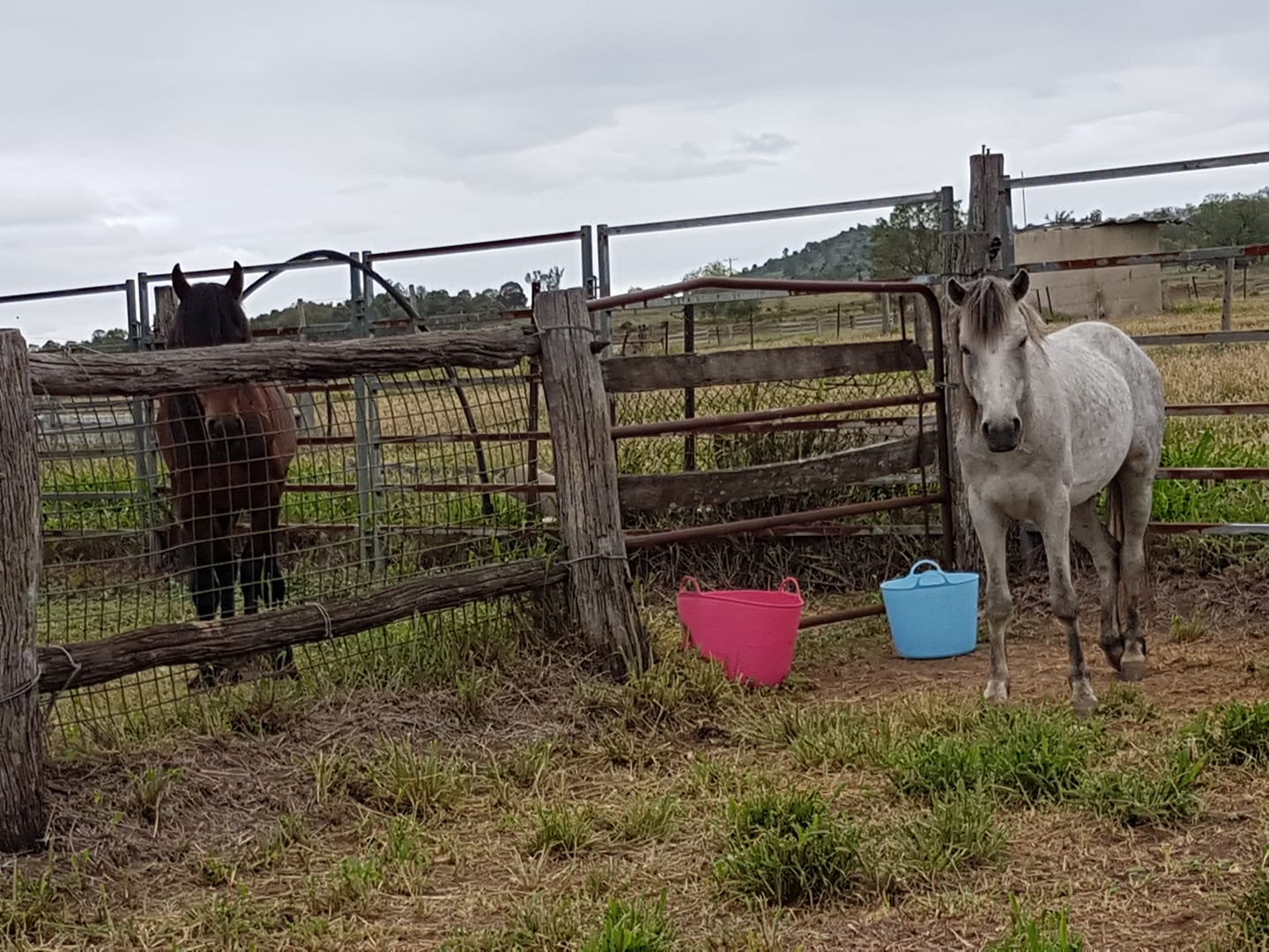 The Story of Two Rescued Waler Ponies