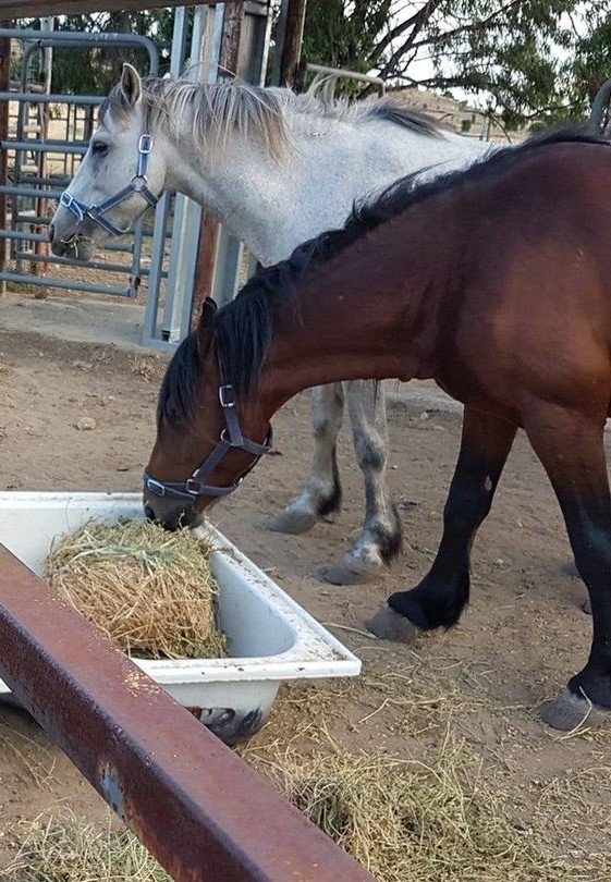 Waler pony stallions Grey Boy and Bay Boy eating