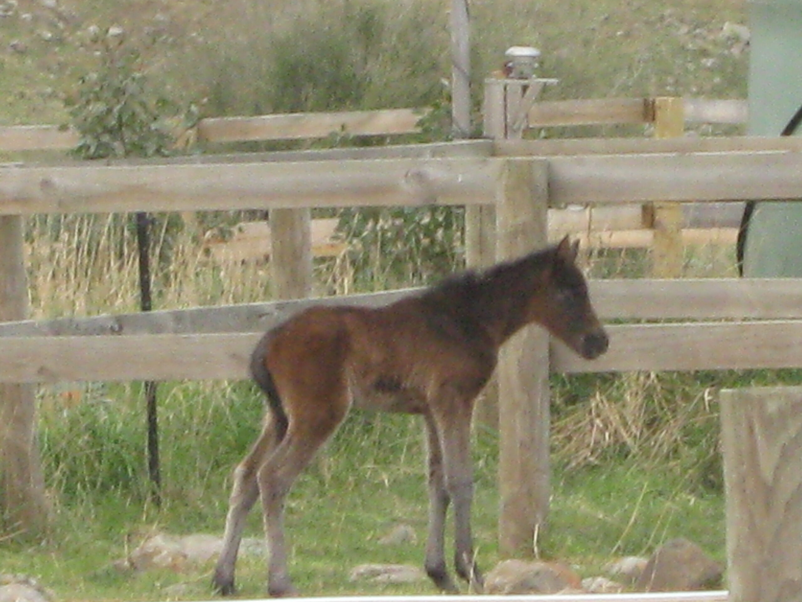 Aria Foal