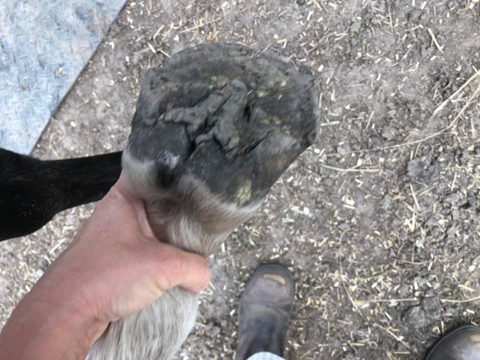 Picking up Waler mare Topsy's foot for the first time