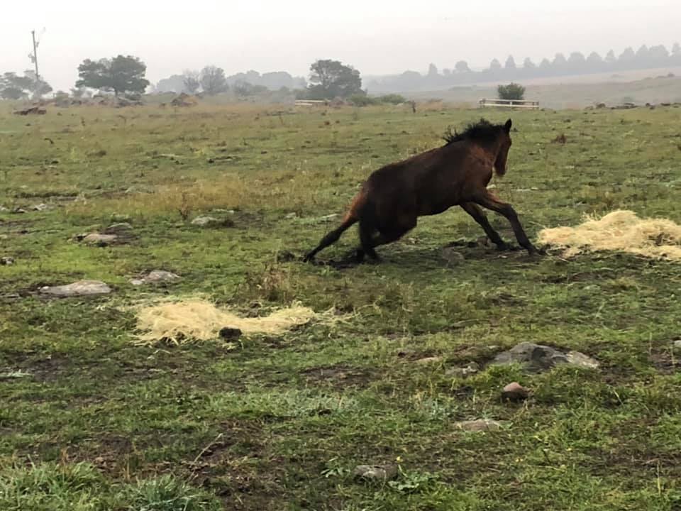 Waler filly foal Indi rolling the wet hay in the big paddock in the rain