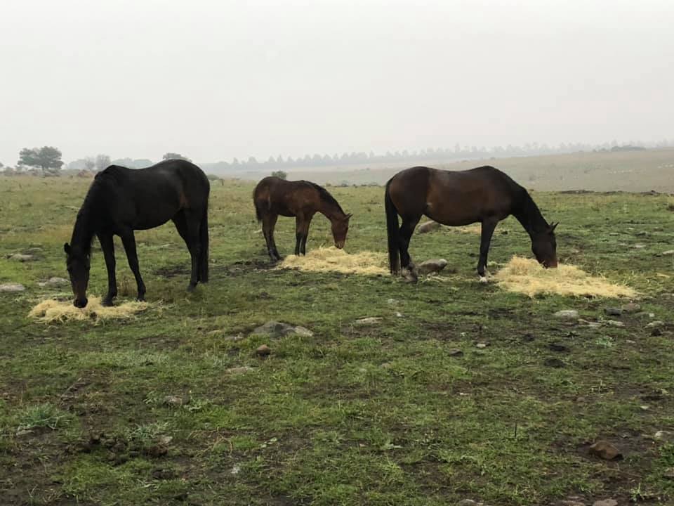 Waler mares Topsy, Bess in big paddock with filly foal Indi eating hay in the rain