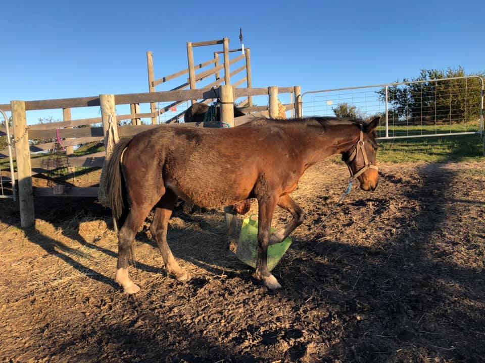 Muddy captured Waler mare Topy in big yard
